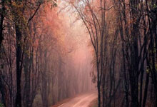 ESPN揭秘太阳艰难一季:布登与多人关系紧张 全队仅布克是非卖品.